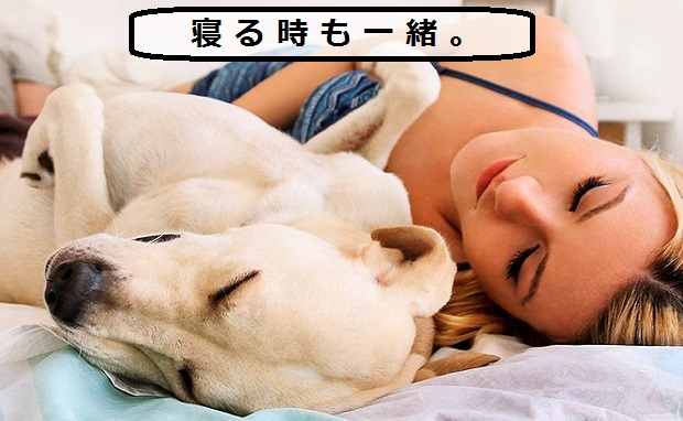 愛犬と一緒に寝る時の注意点 メリット デメリットや病気の可能性 安全 ドッグフードナビ