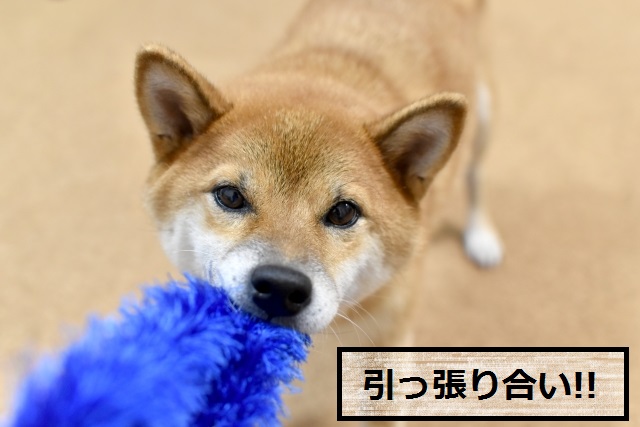 犬と一緒に雨の日でも出来る遊び 室内編 散歩をしたくない時に 安全 ドッグフードナビ