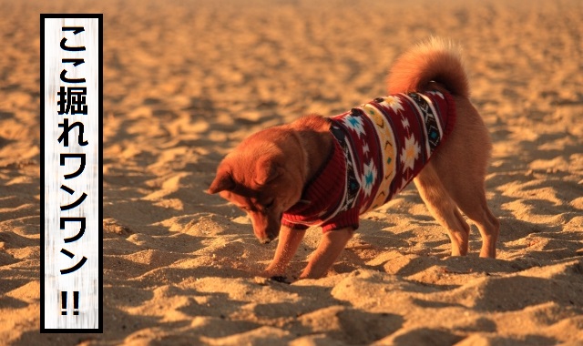 犬が穴を掘りたがる理由や抑える方法についての説明 安全 ドッグフードナビ