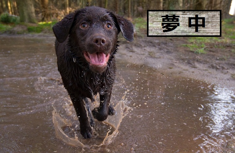 犬が泥遊びが好きな理由 本能と性質の関係性 安全 ドッグフードナビ