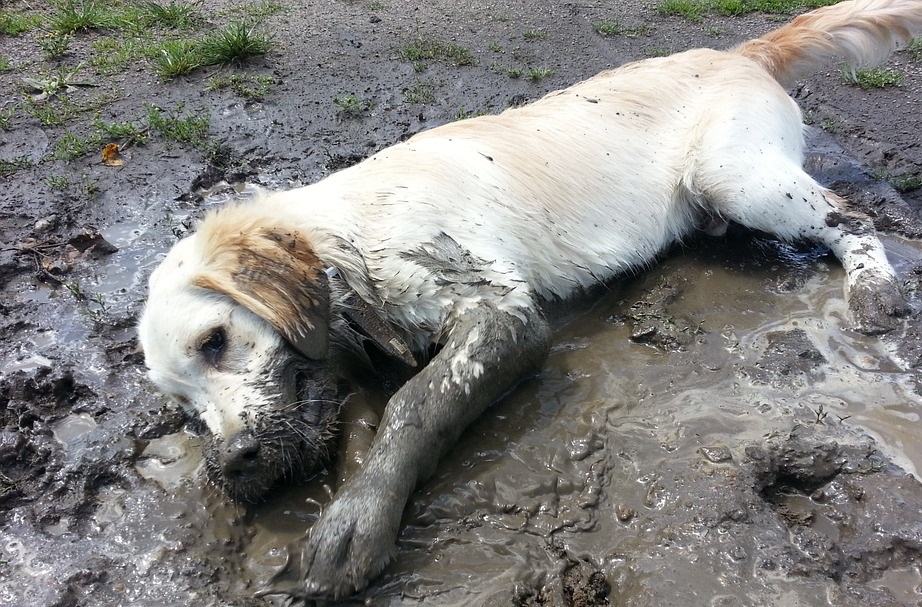 犬が泥遊びが好きな理由 本能と性質の関係性 安全 ドッグフードナビ