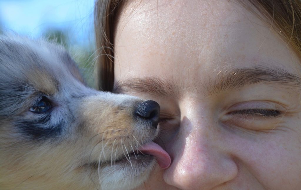 犬が飼い主の顔や口などを舐める理由 何故どんな気持ちなのか 安全 ドッグフードナビ