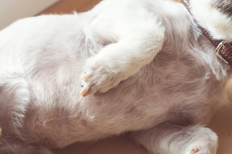 犬のお腹が膨れる時の原因と病気かどうかの見分け方 対処法 安全 ドッグフードナビ