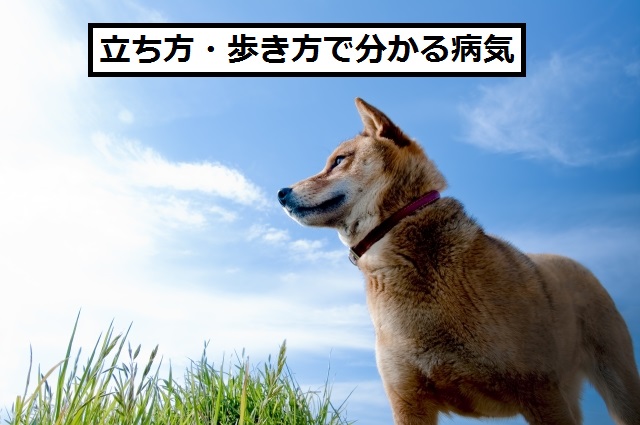 犬の足の異常 ふらつき 立ち方 歩き方の違和感で探す病気と原因 安全 ドッグフードナビ