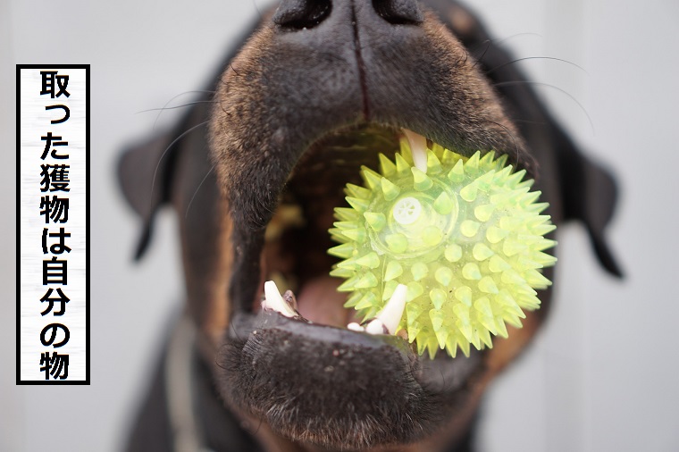 犬とボール遊び 教え方 運動不足をラクに楽しく解消できる 安全 ドッグフードナビ