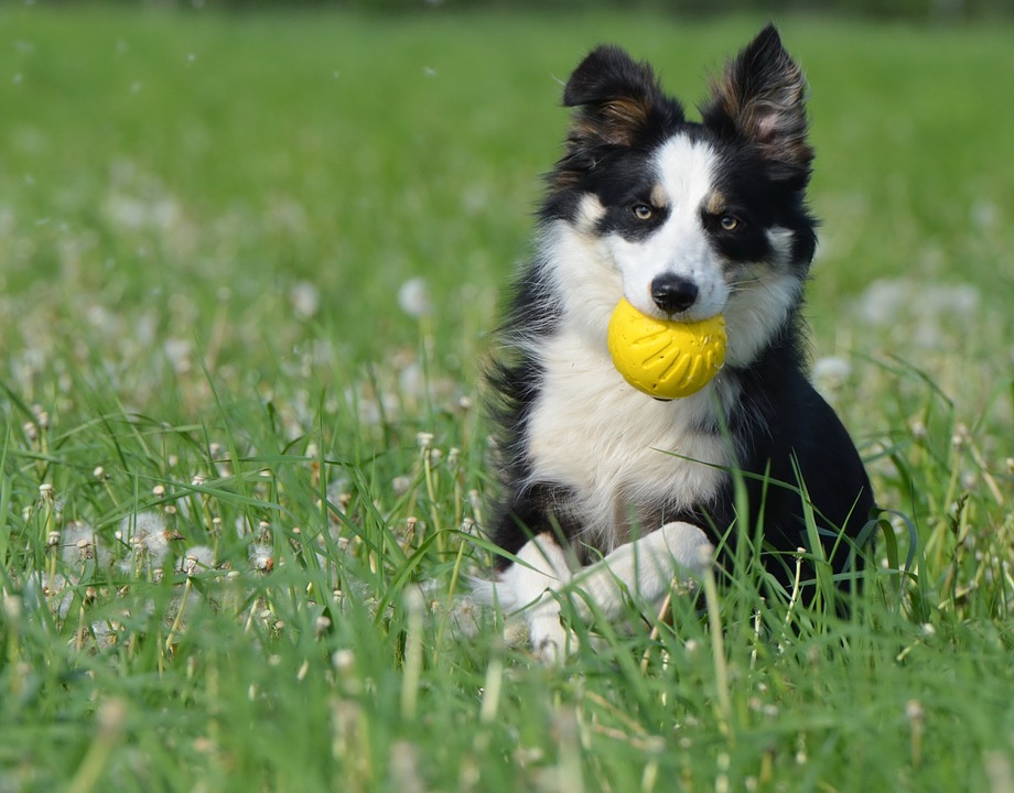 犬とボール遊び 教え方 運動不足をラクに楽しく解消できる 安全 ドッグフードナビ