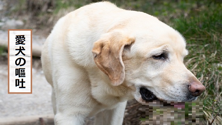 犬の嘔吐 について原因や病気などの対処法 色などによって選別 安全 ドッグフードナビ