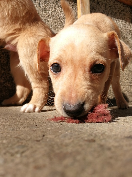 犬が便を食べる食糞について解決と予防法 理解して防止しましょう 安全 ドッグフードナビ
