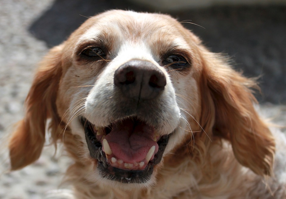犬の口の病気 口元の異常から分かる病気と対処法 早期発見方法 安全 ドッグフードナビ