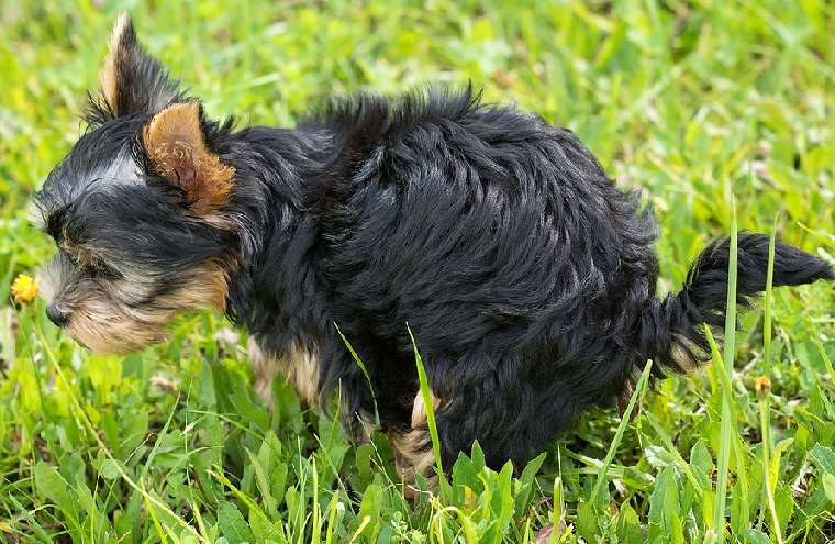 犬の便秘 について理由と原因 病気の可能性や避妊手術後など 安全 ドッグフードナビ