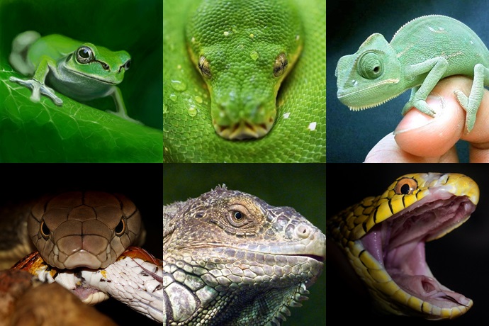 爬虫類顔の女性芸能人 実は美人が多くて魅力的 安全 ドッグフードナビ